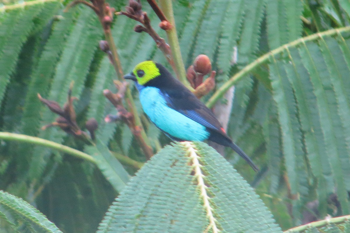 Paradise Tanager - Jean Iron