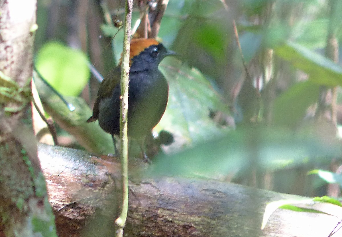 Rufous-capped Antthrush - Jean Iron