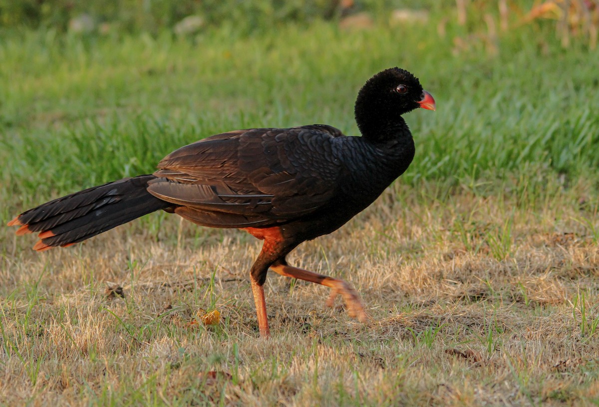 Crestless Curassow - ML505156911