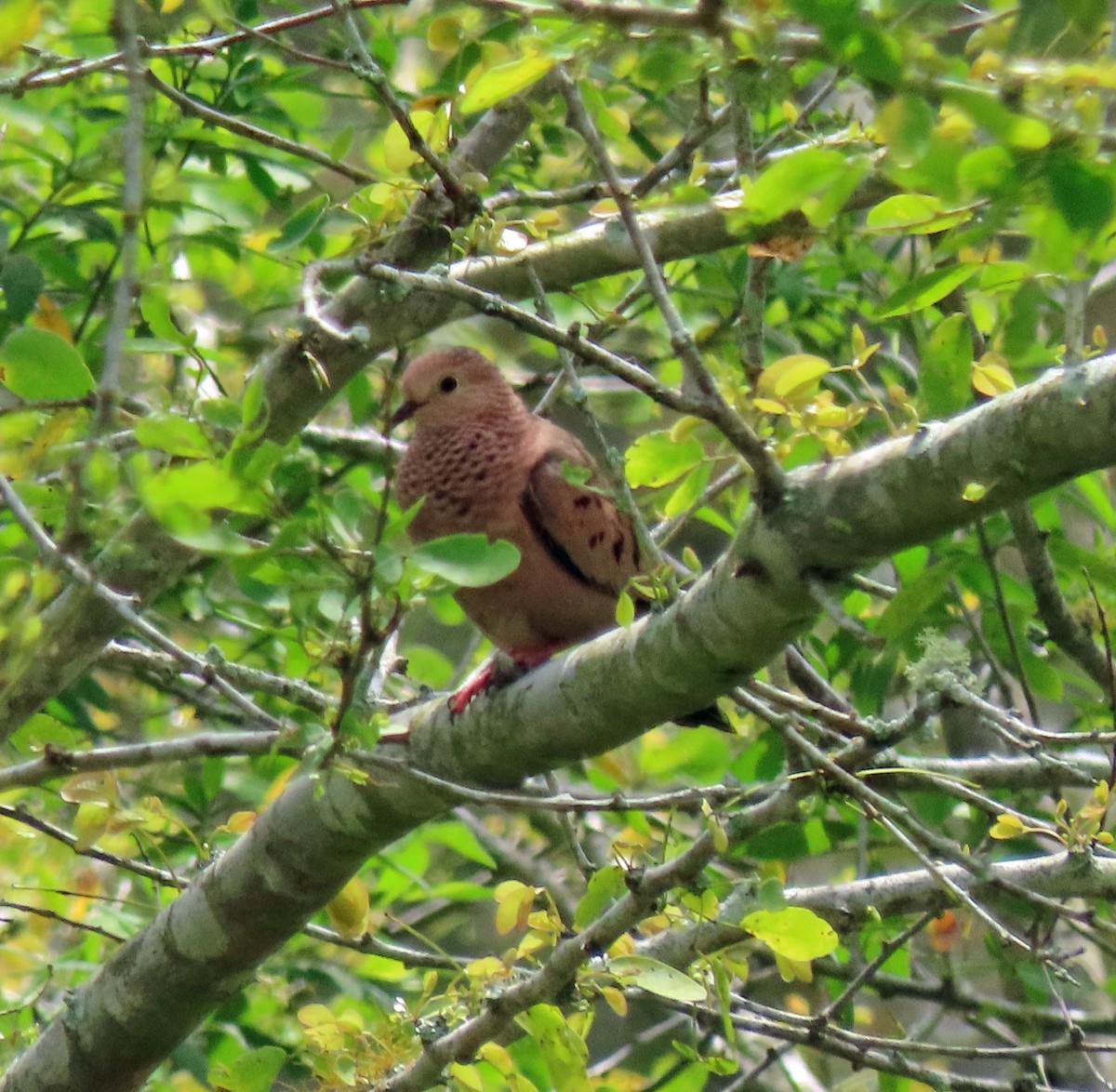 Common Ground Dove - ML505157481