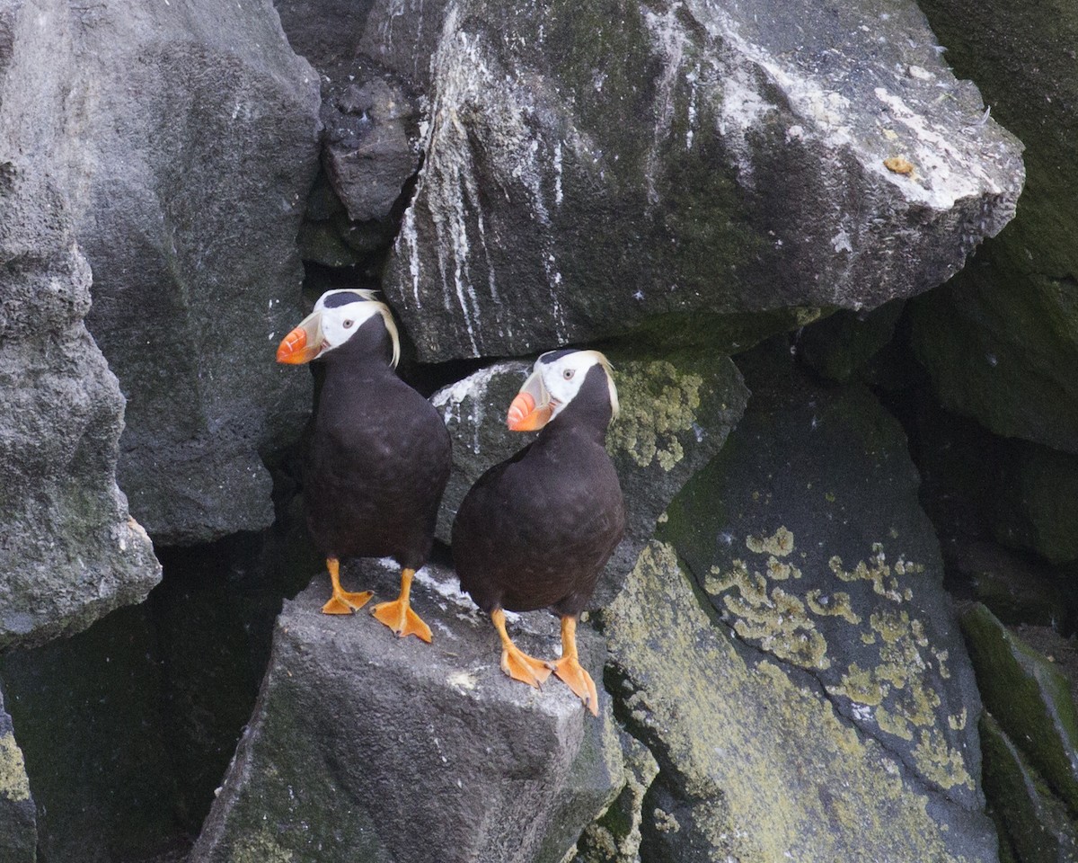 Tufted Puffin - Dixie Sommers