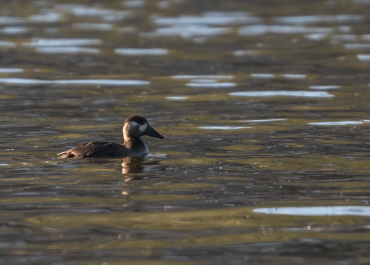 Surf Scoter - ML505159991