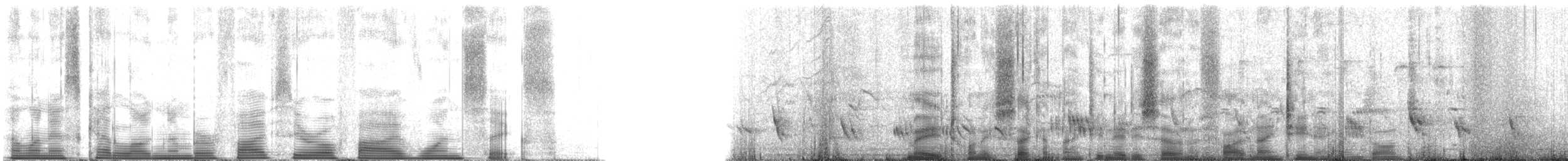 Purple Martin - ML50516