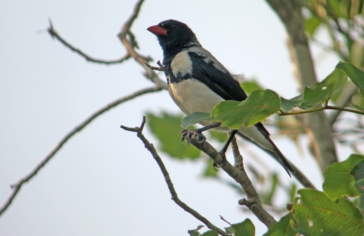 Red-billed Pied Tanager - Jean Iron