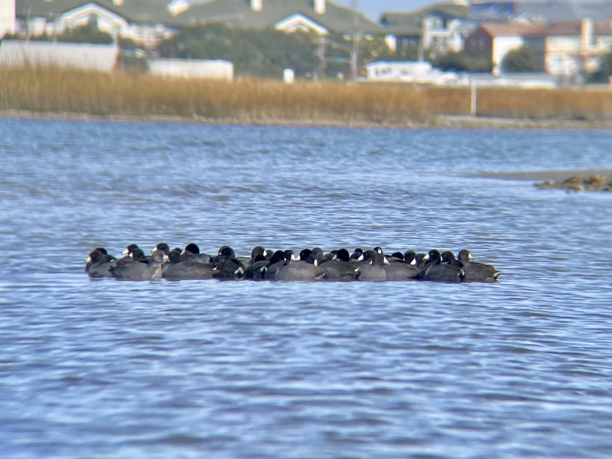 American Coot - ML505162091