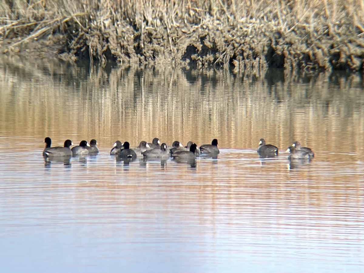 American Coot - ML505162101