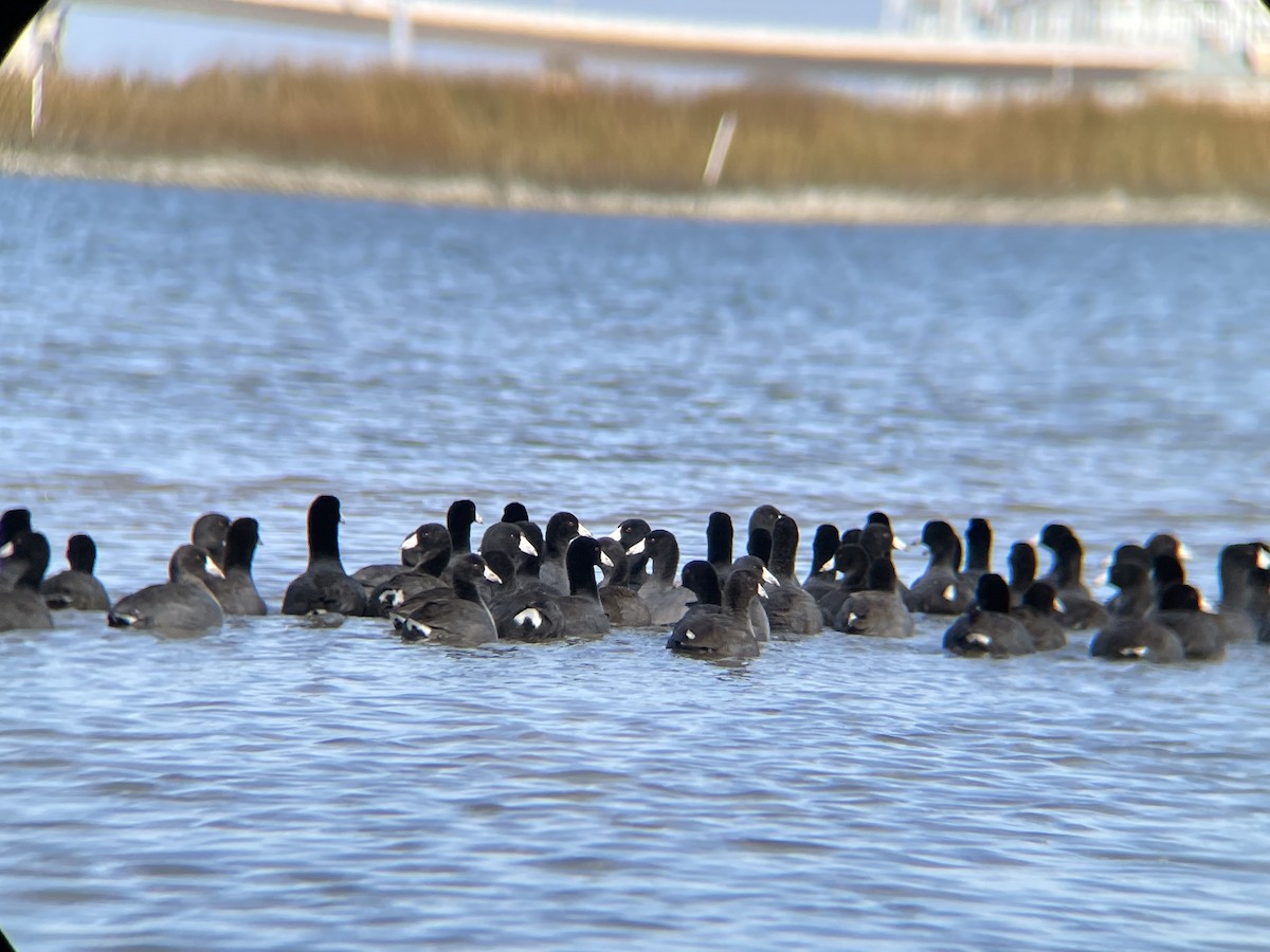 American Coot - ML505162111