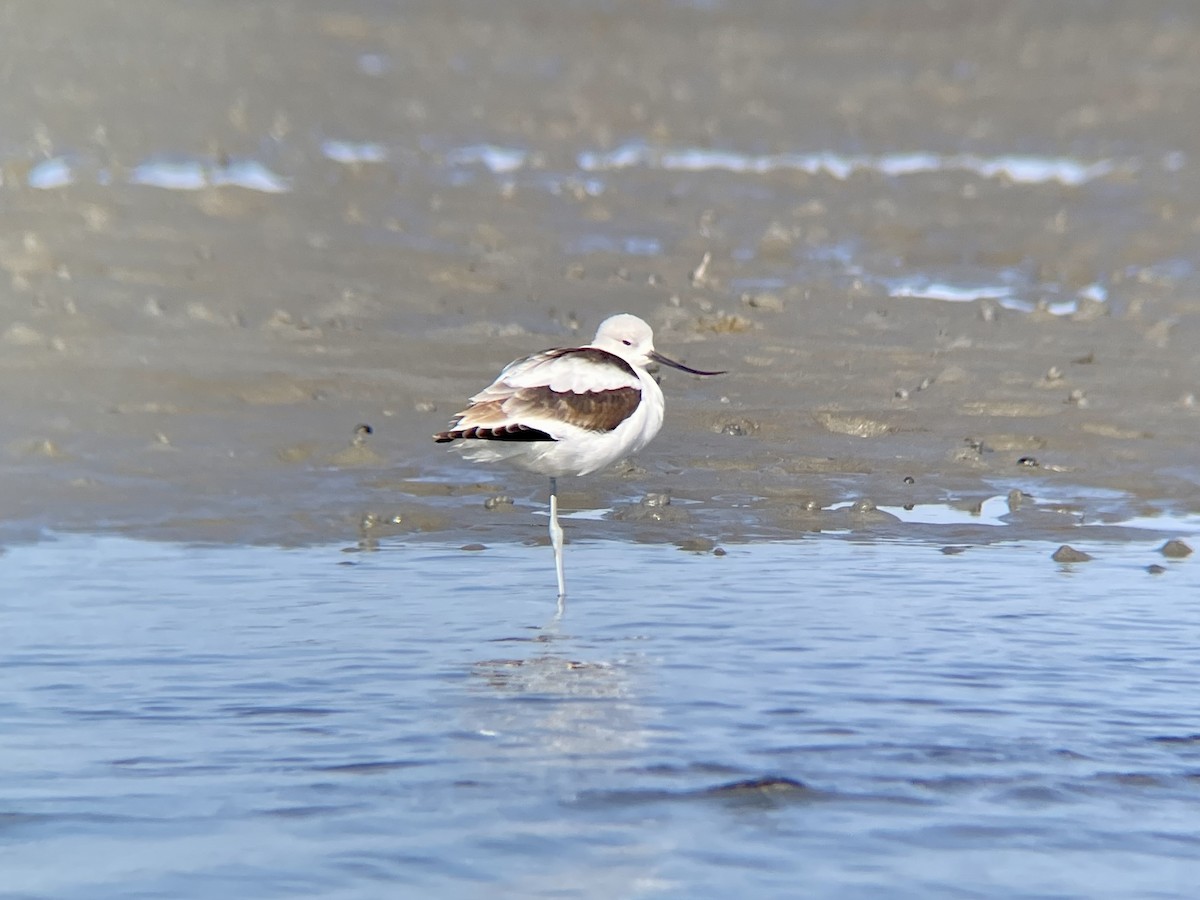 American Avocet - ML505162441