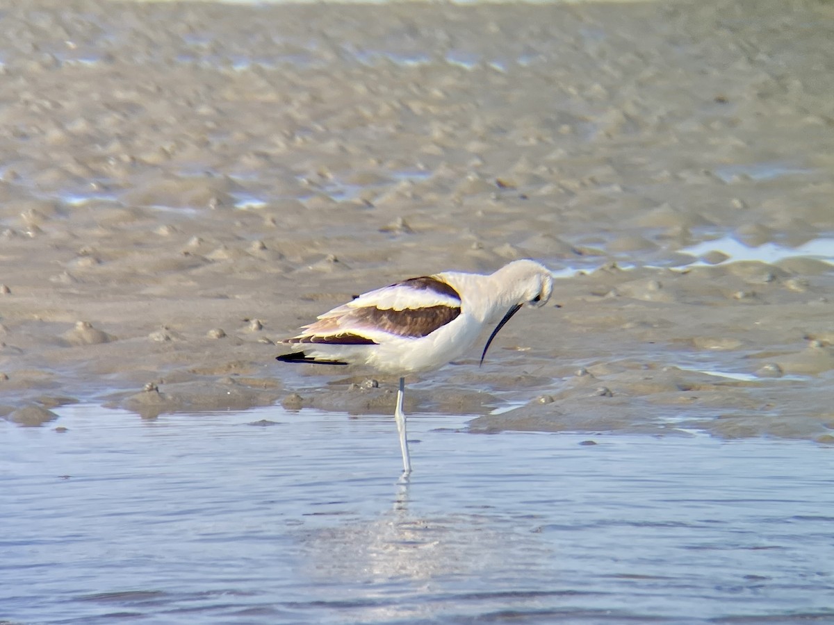 American Avocet - ML505162451