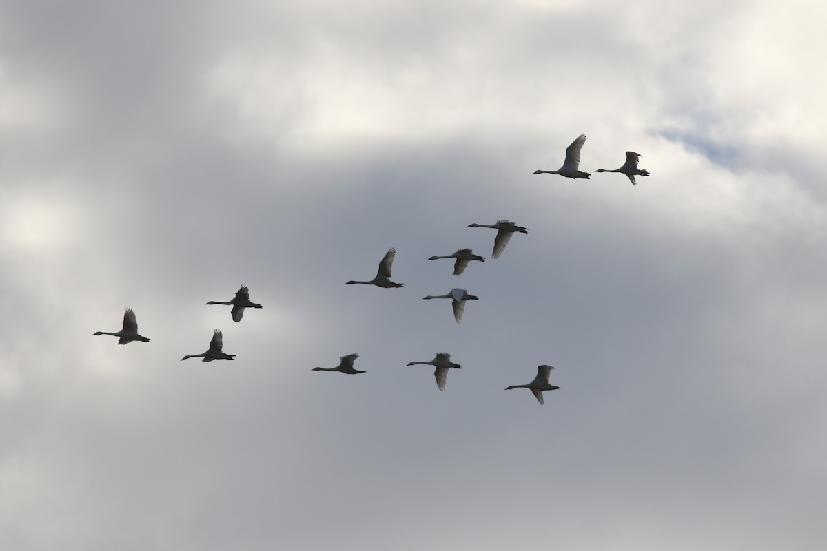 Tundra Swan (Bewick's) - ML505163091