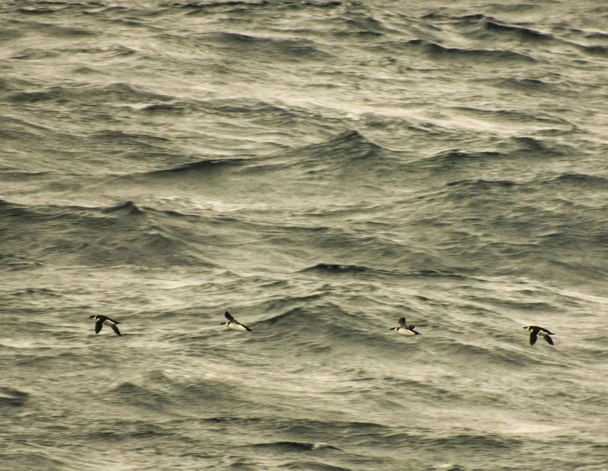 Razorbill - Kent Warner