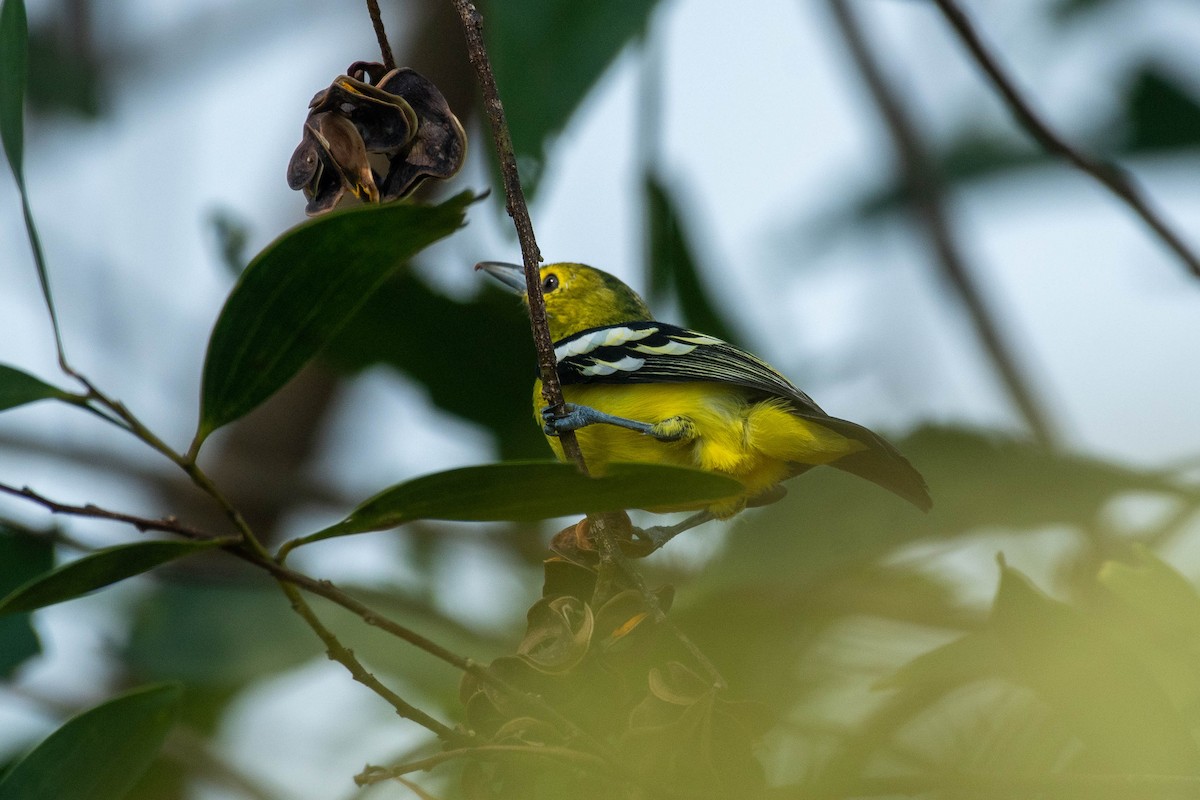 Common Iora - Harish Babu M