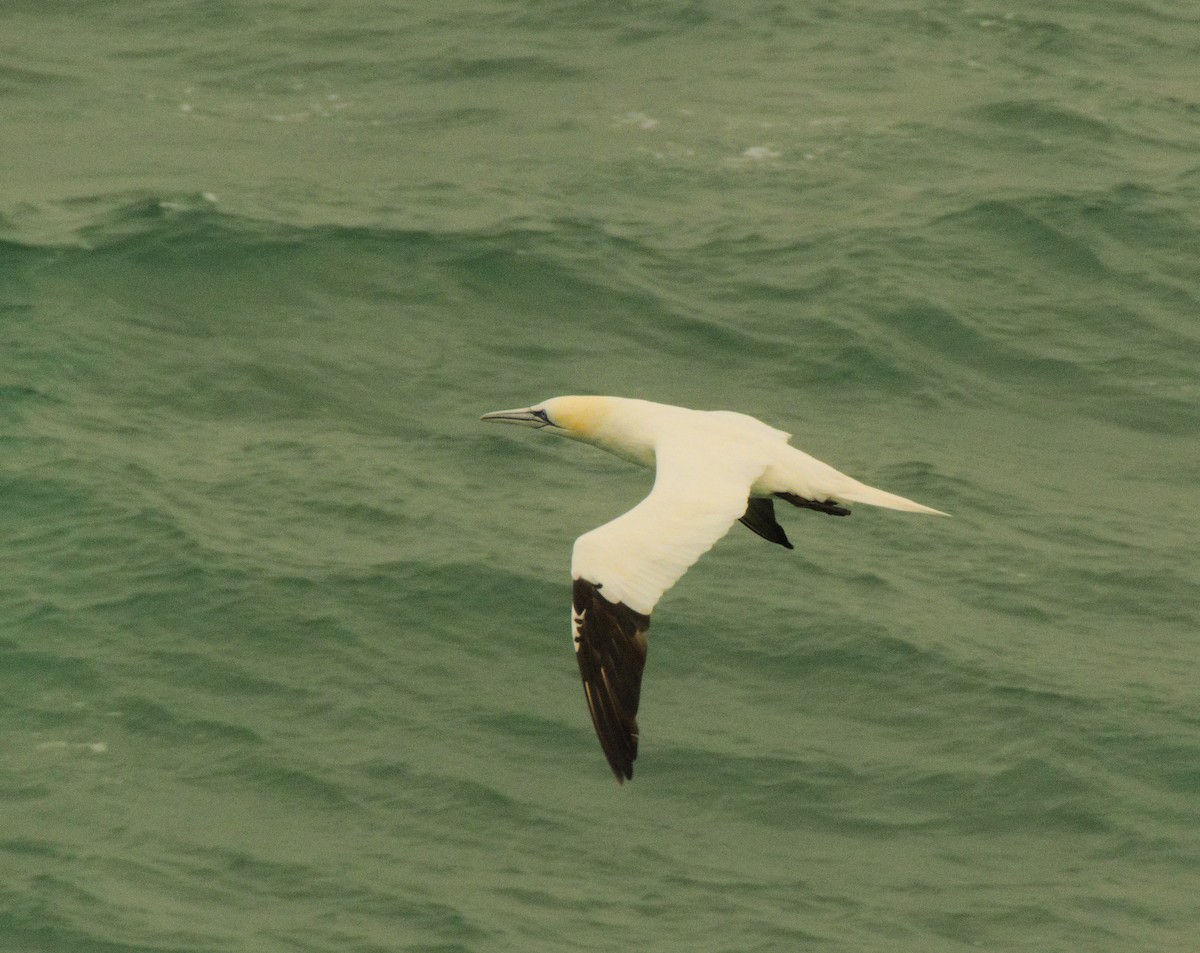 Northern Gannet - ML505163471