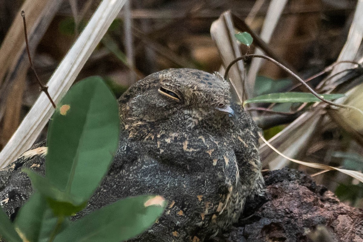 Savanna Nightjar - Harish Babu M