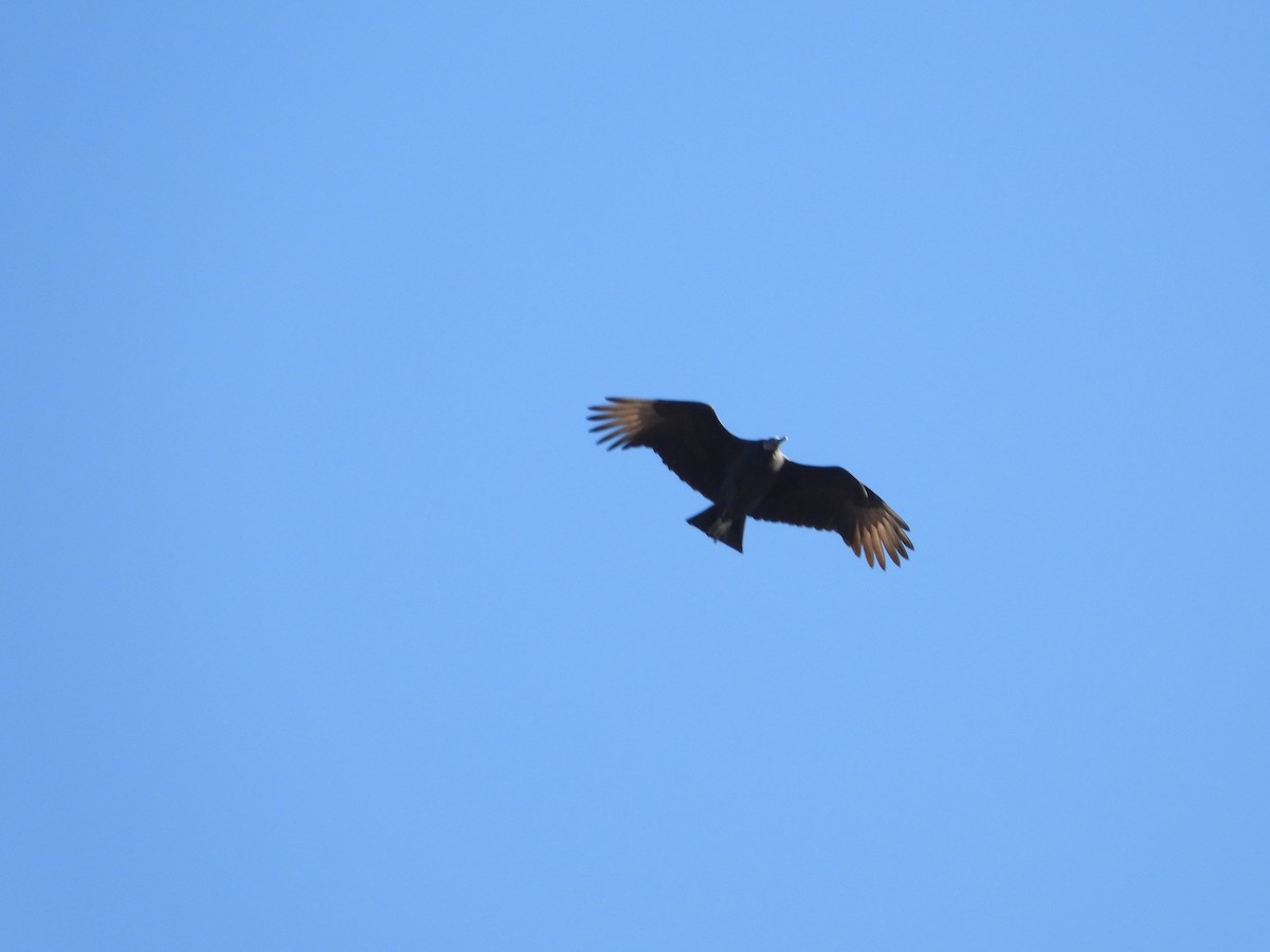 Black Vulture - ML505163611