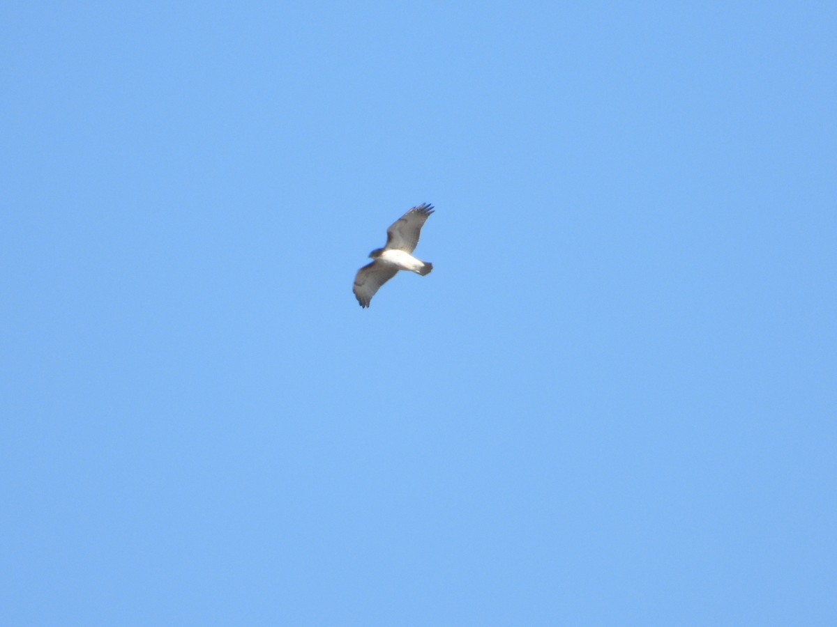 Red-tailed Hawk - ML505163901