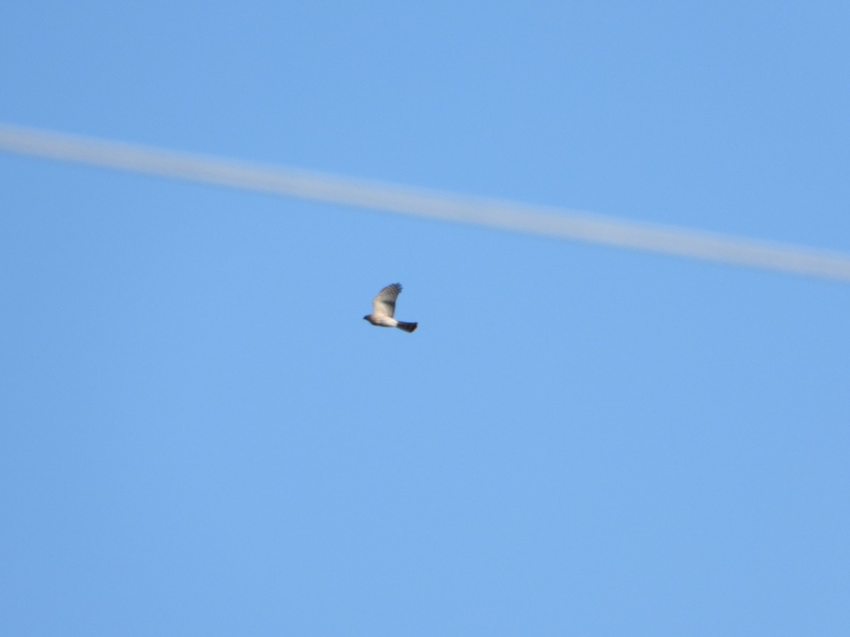 Sharp-shinned Hawk - Samuel Belley