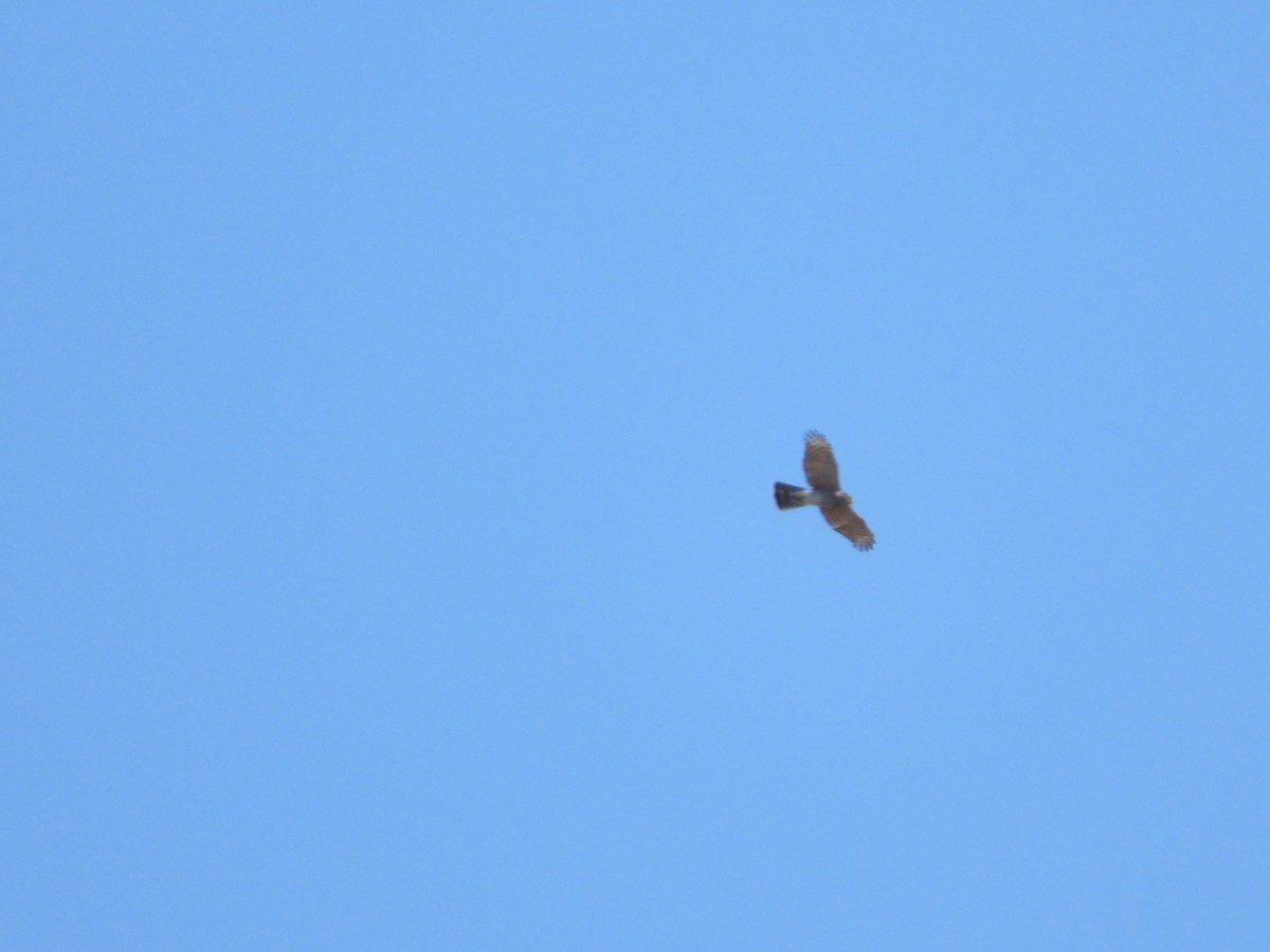 Sharp-shinned Hawk - ML505163961