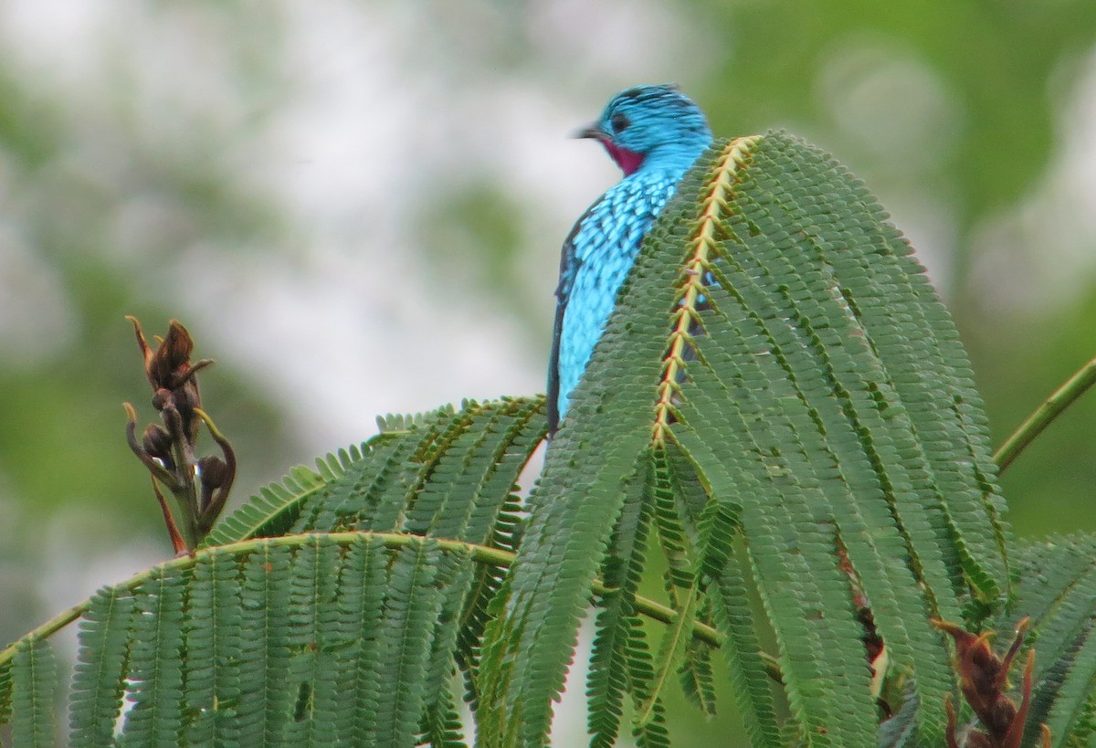 Spangled Cotinga - ML505164901