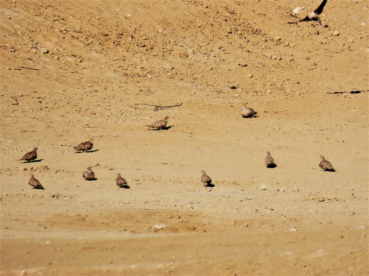 Spotted Sandgrouse - Reva Burstein