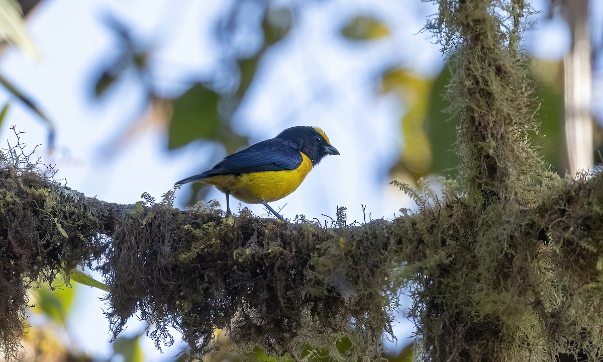 Orange-bellied Euphonia - ML505165101