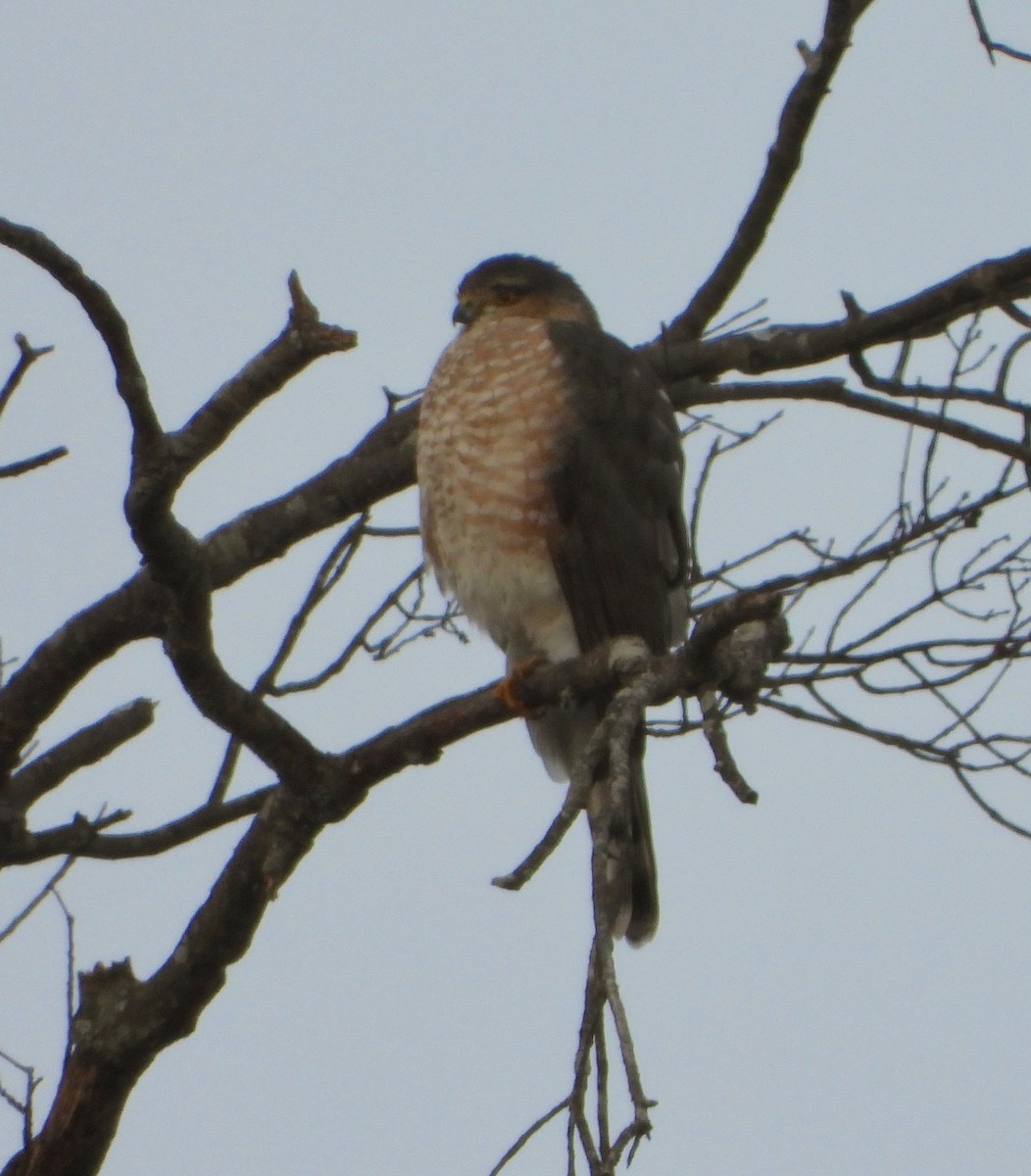 Sharp-shinned Hawk - ML505165111