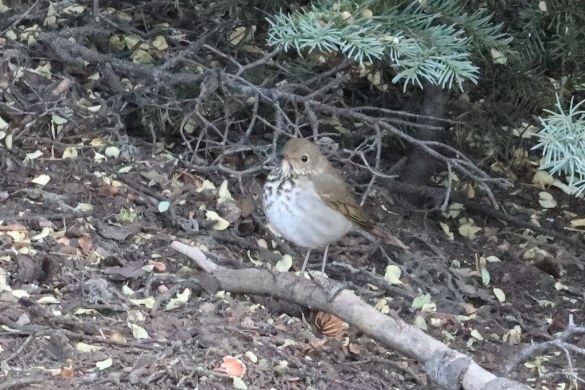 Hermit Thrush - ML505167081