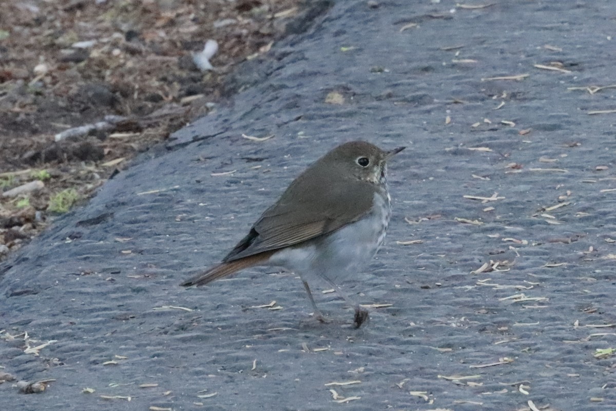 Hermit Thrush - ML505167091
