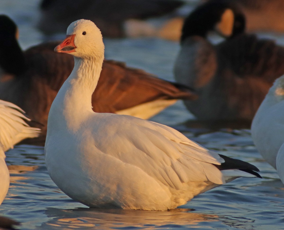 Snow Goose - Corey Finger