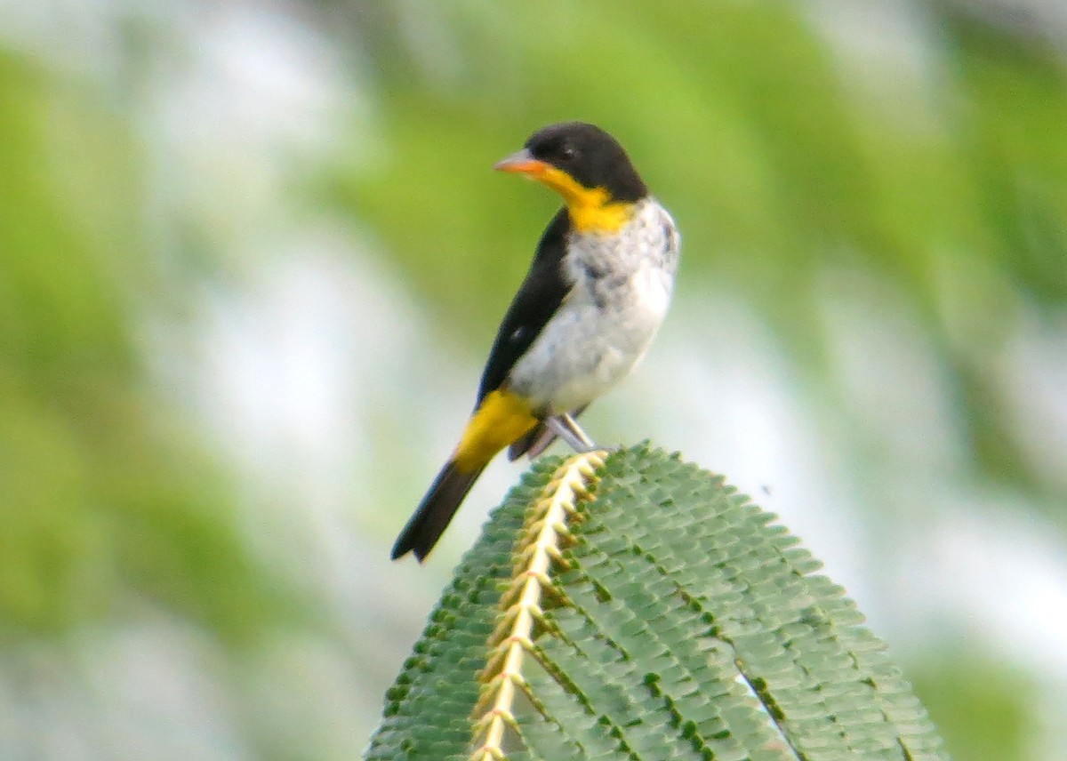 Yellow-backed Tanager - Jean Iron