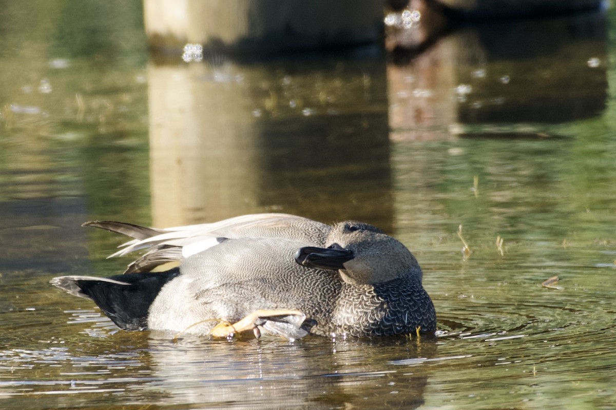 Canard chipeau - ML505169671