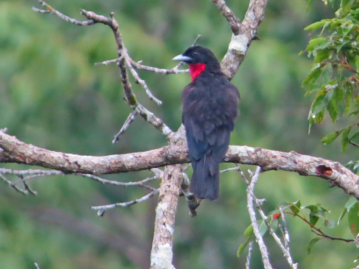 Purple-throated Fruitcrow - ML505170141