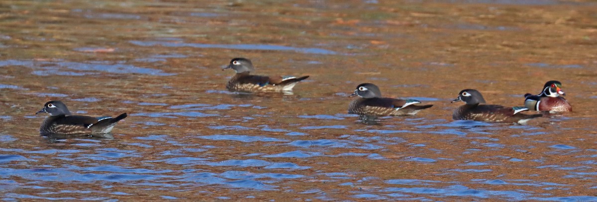 Wood Duck - ML505170391