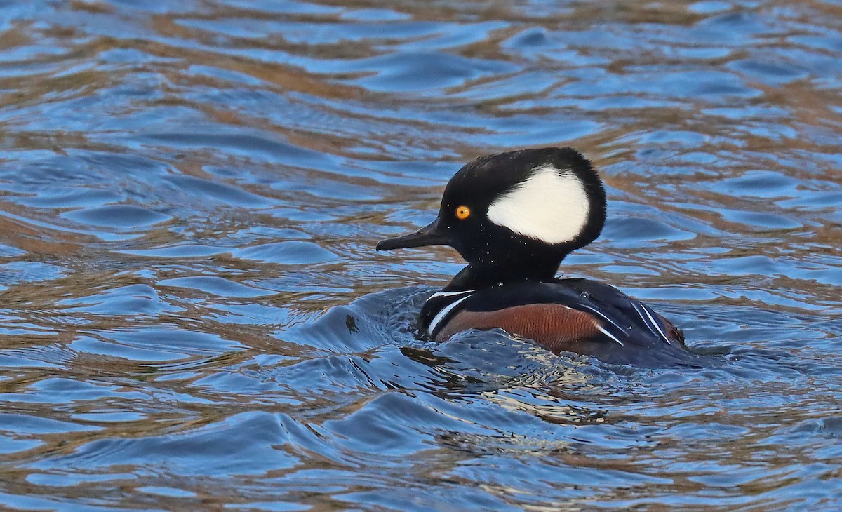 Hooded Merganser - ML505170551