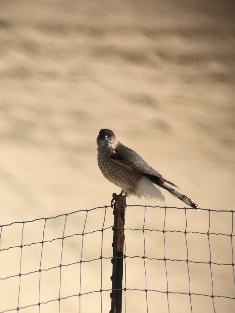 Cooper's Hawk - ML505171861