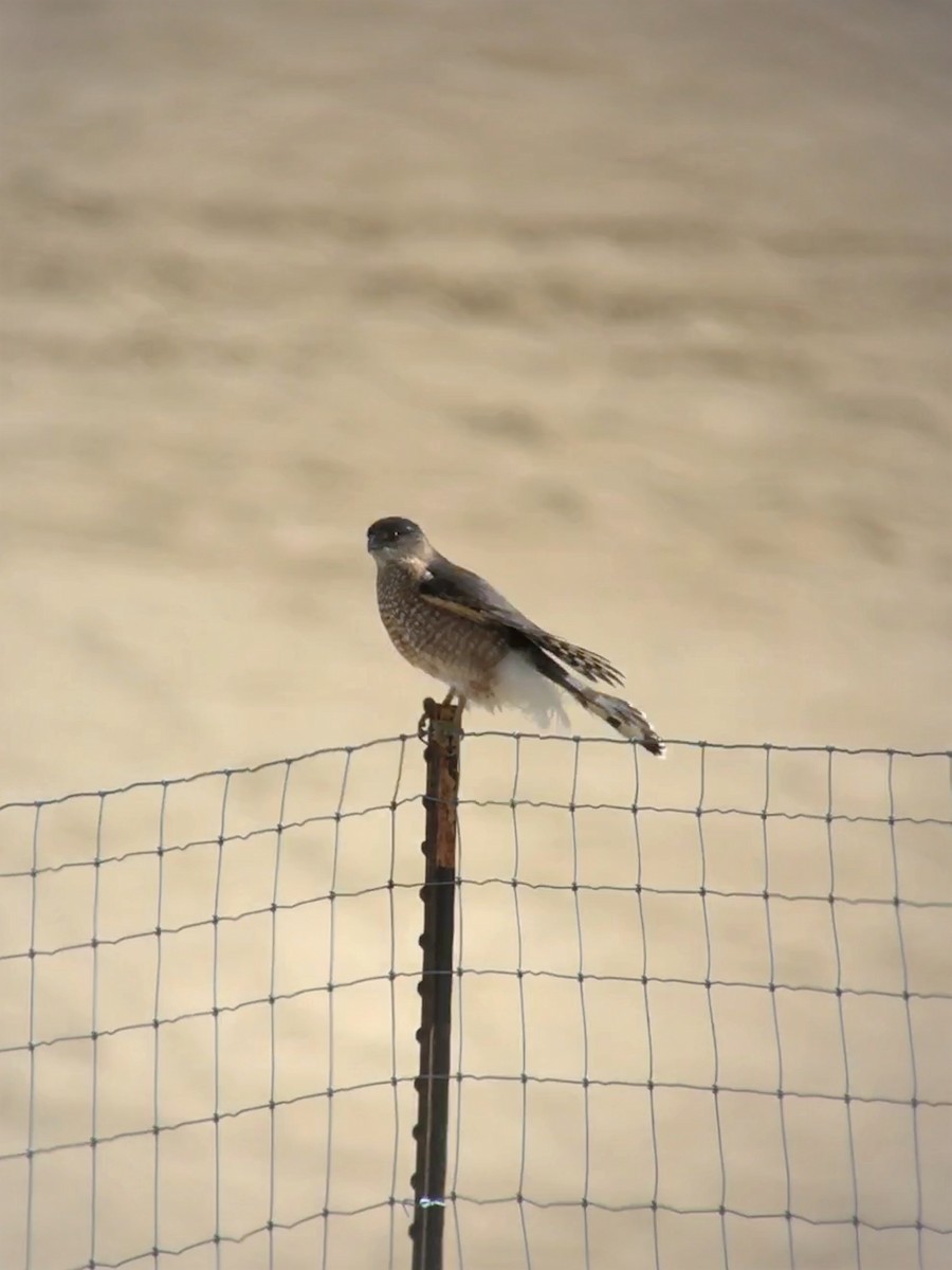 Cooper's Hawk - ML505171871