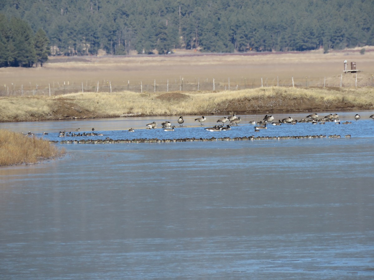 Green-winged Teal - ML505173071