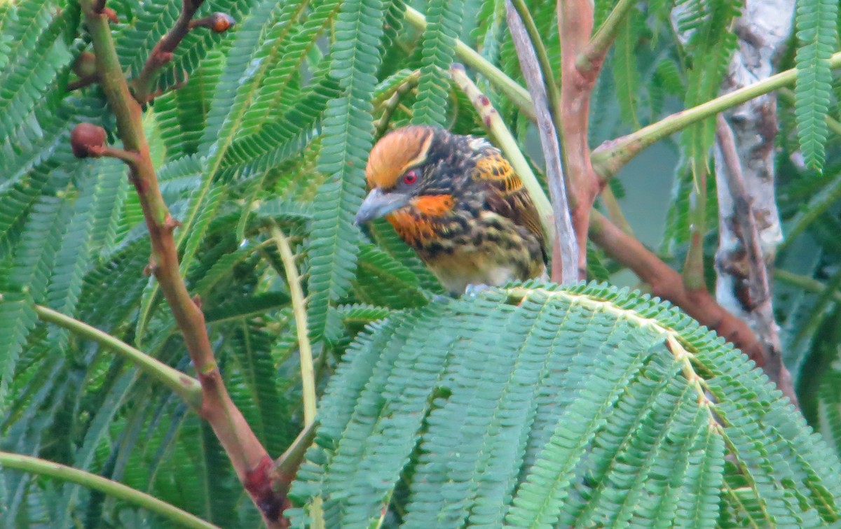 Gilded Barbet - Jean Iron