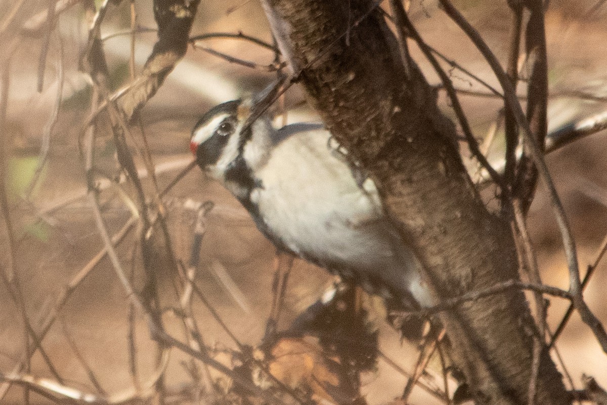 Hairy Woodpecker - ML505174851