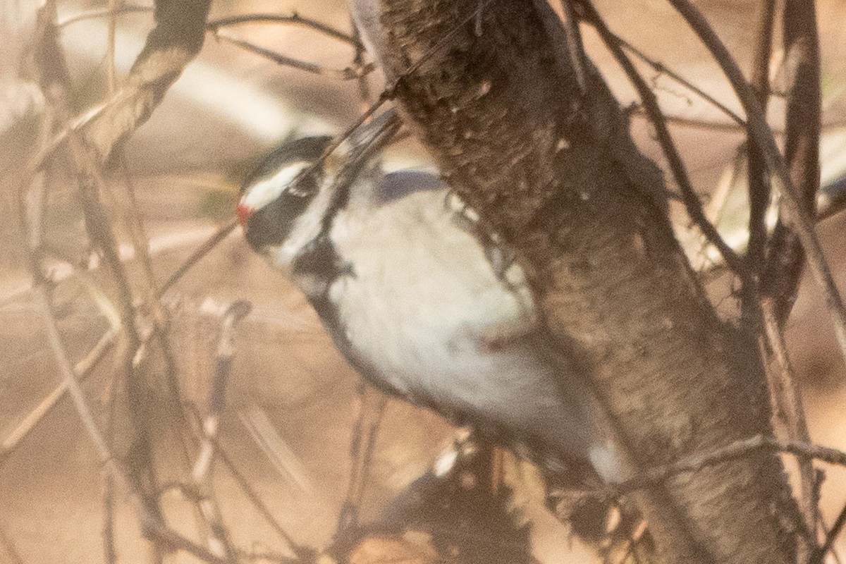 Hairy Woodpecker - ML505174861