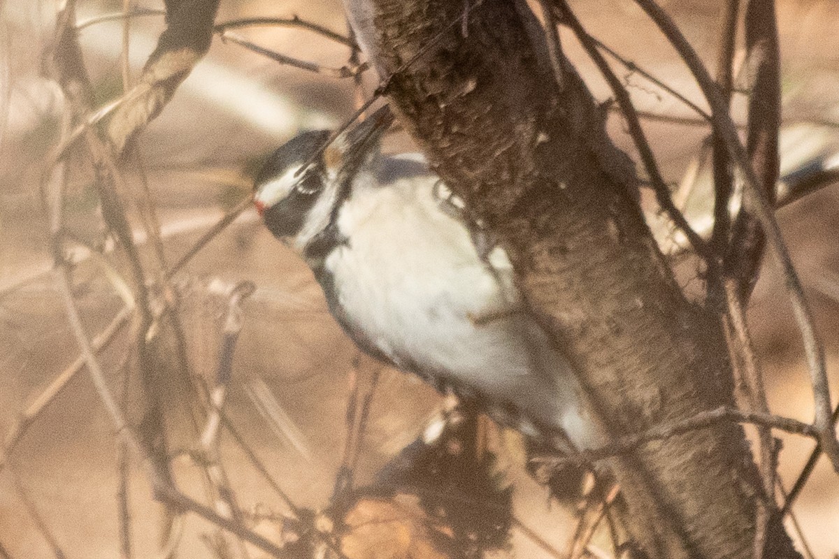 Hairy Woodpecker - ML505174871
