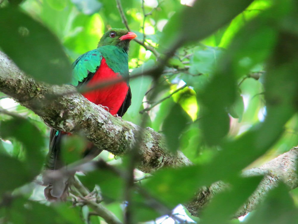 Pavonine Quetzal - Jean Iron