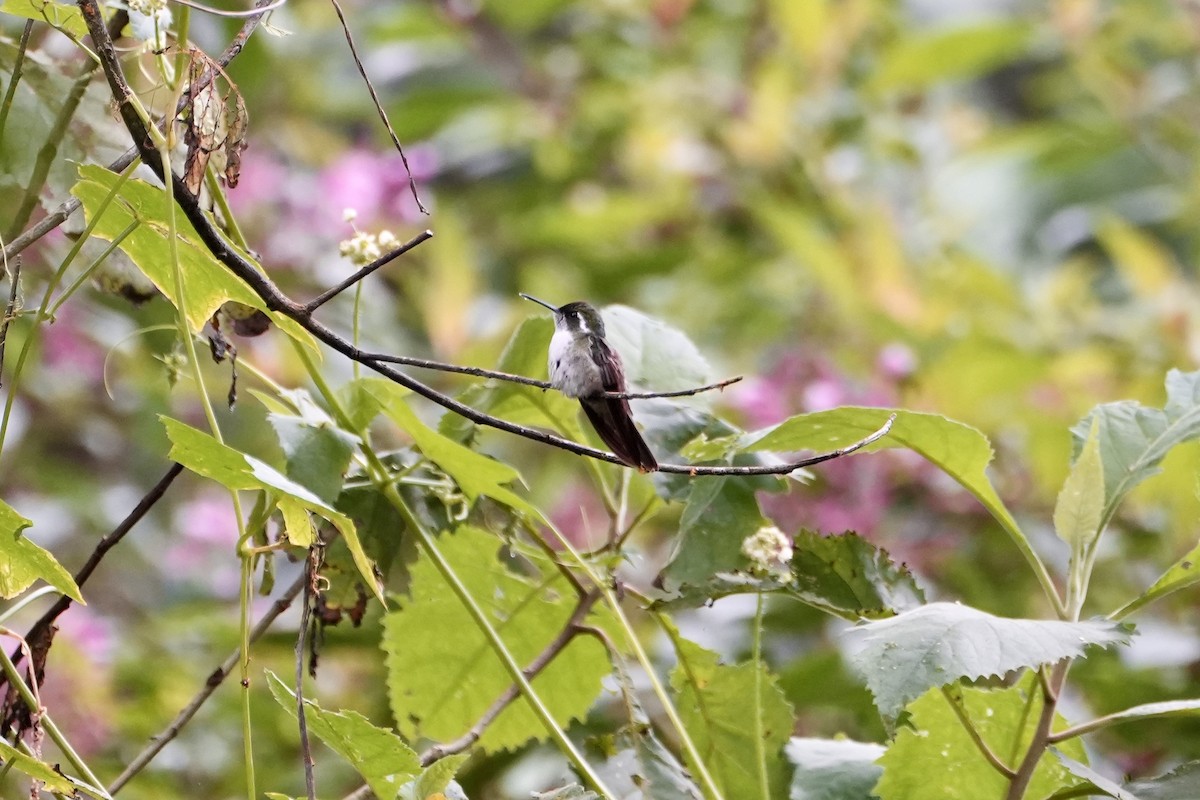 Colibrí Gorjiescamoso - ML505175241