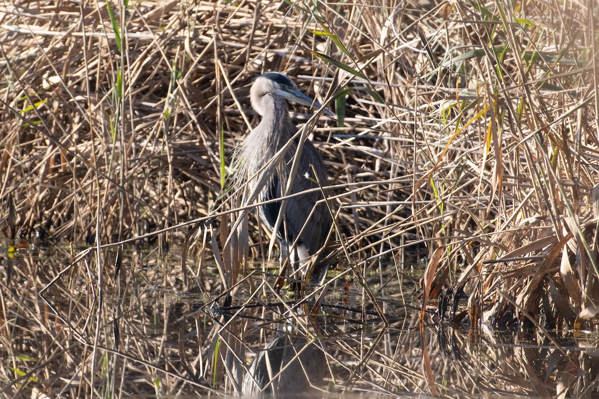 Great Blue Heron - ML505175761