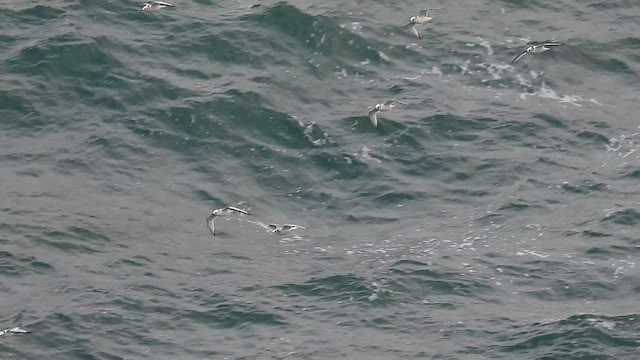 Black-legged Kittiwake - ML505175971