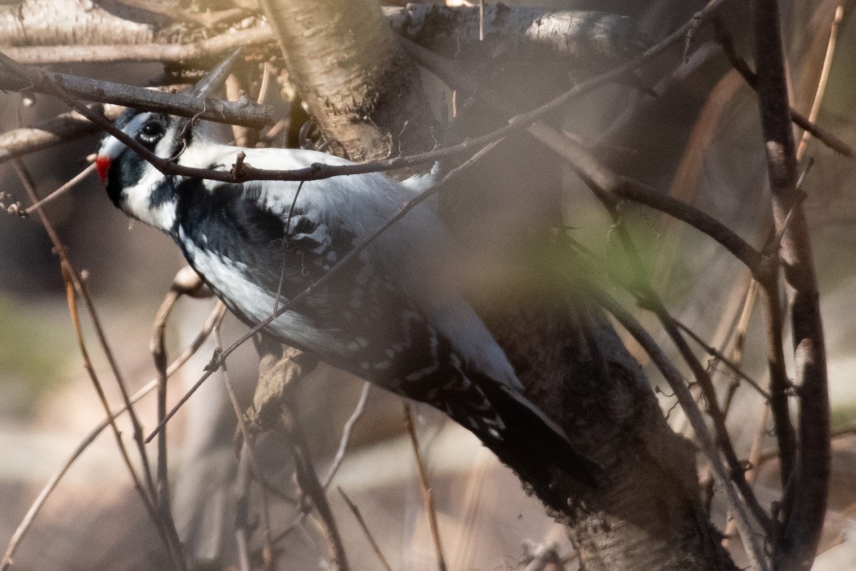 Hairy Woodpecker - ML505176051