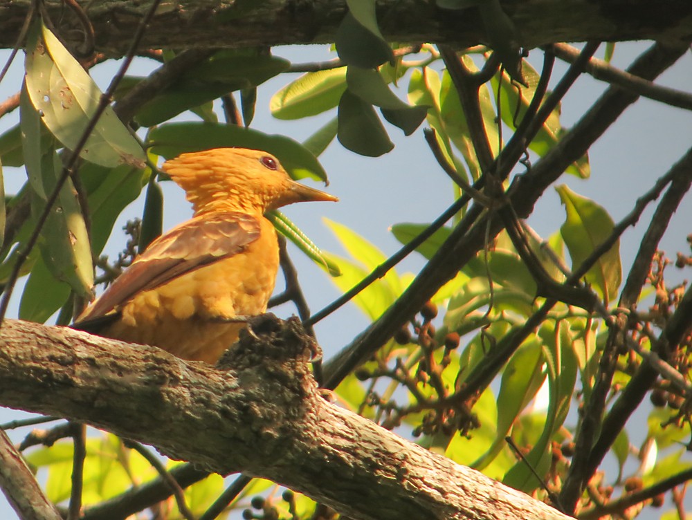 Cream-colored Woodpecker - Jean Iron