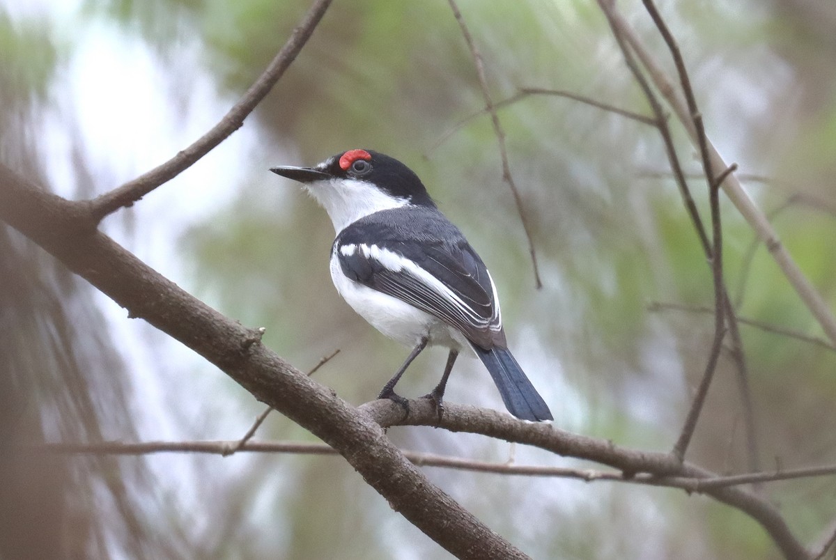 White-fronted Wattle-eye - ML505176671