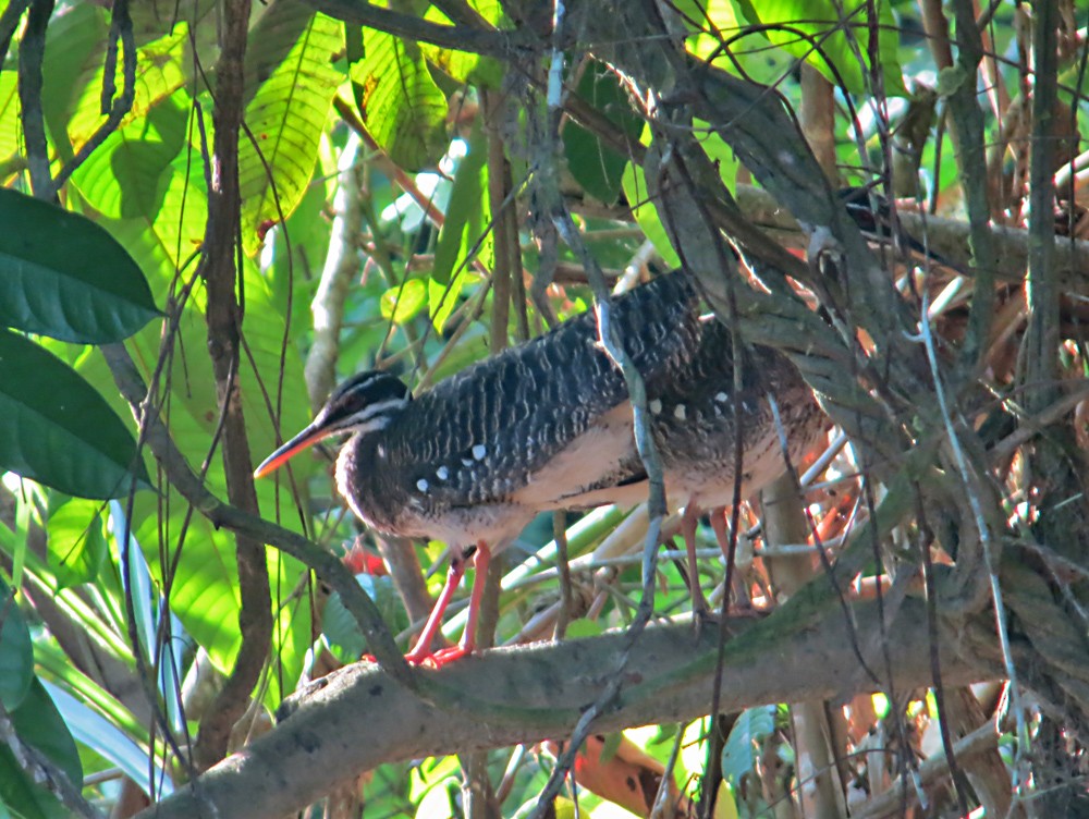 Sunbittern - ML505177241