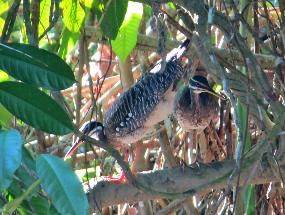 Sunbittern - ML505177251